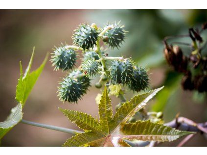 rastlina Ricinus communis
