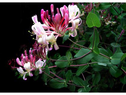 honeysuckle zemolez